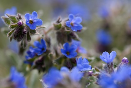 Orcanette des teinturiers, Alkanna tinctoria