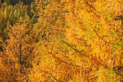 Mélézein à l'automne