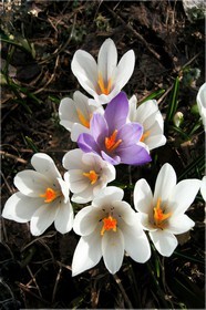 Crocus printanier,  Crocus vernus