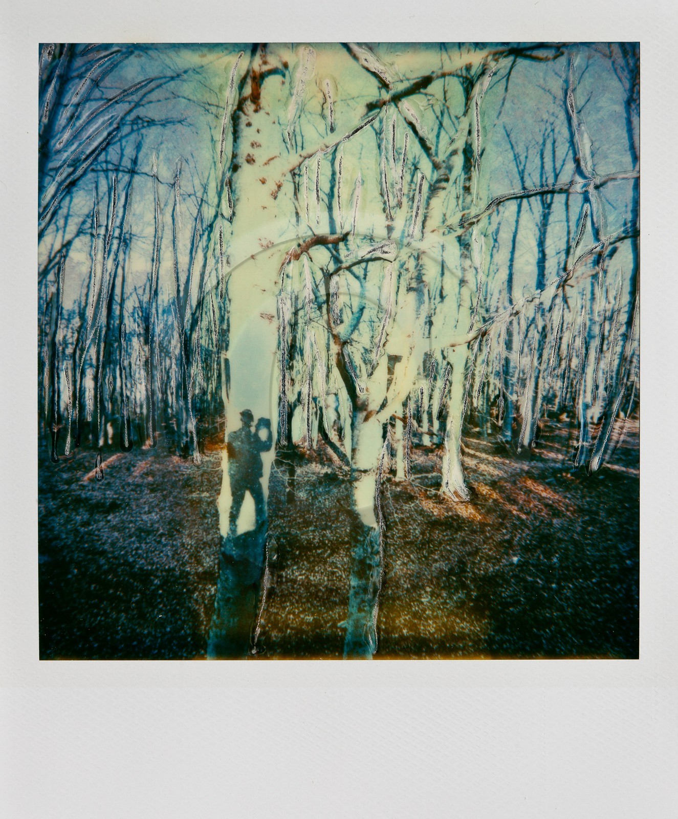 Exposition Arbres et petites forêts, éloge de la biodiversité