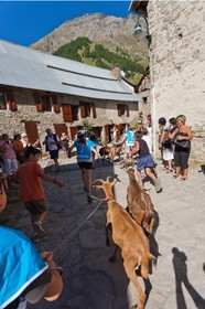 La fête de la Sainte-Anne à Prapic, fin juillet, tiercé de chèvres