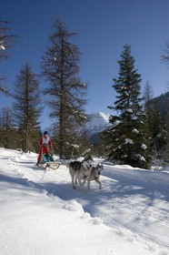 Chiens d'attelage