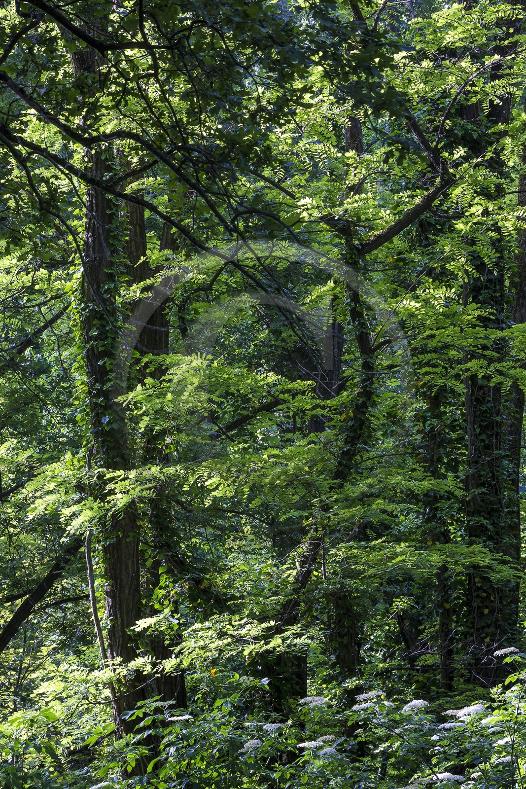 ENS de l'Isère, Boucle de la Taillat