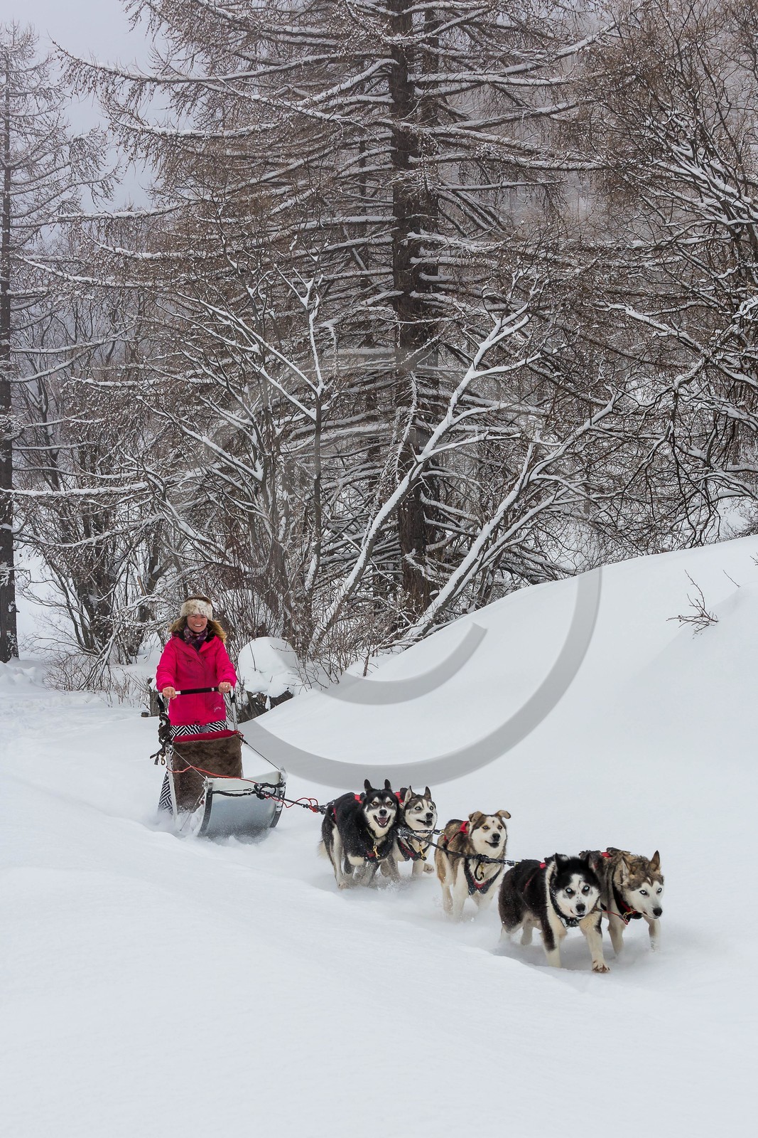 La Condamine-Châtelard, Sainte-Anne la Condamine, Coralie Bonnerot et ses chiens de traineau