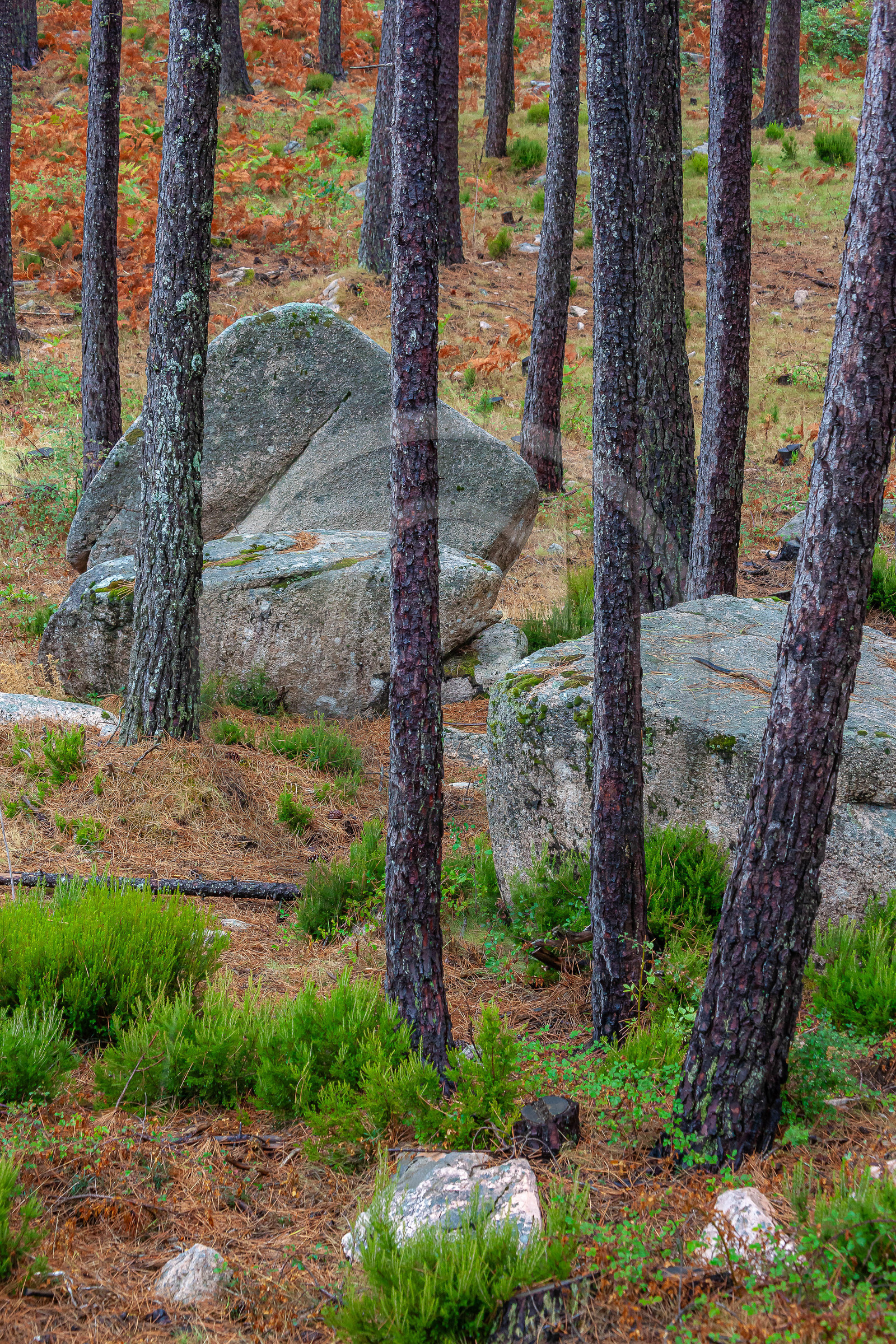 Forêt de l'Ospedale, Pins laricio de Corse
