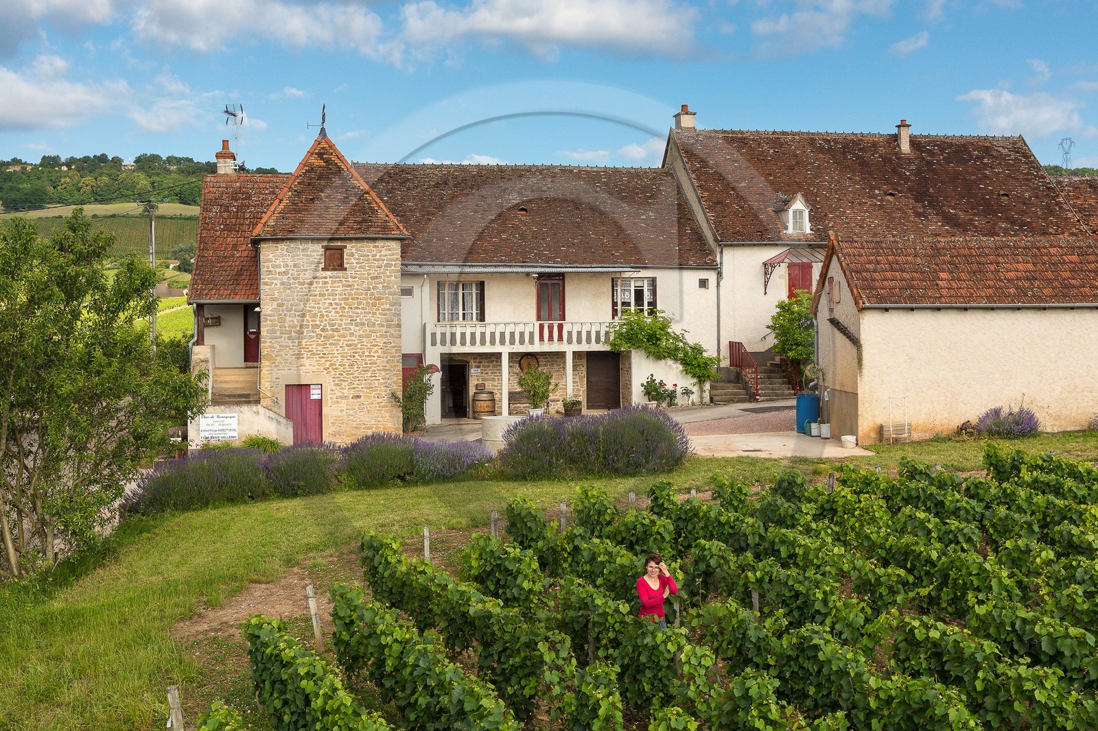 Domaine viticole Michel-Andreotti