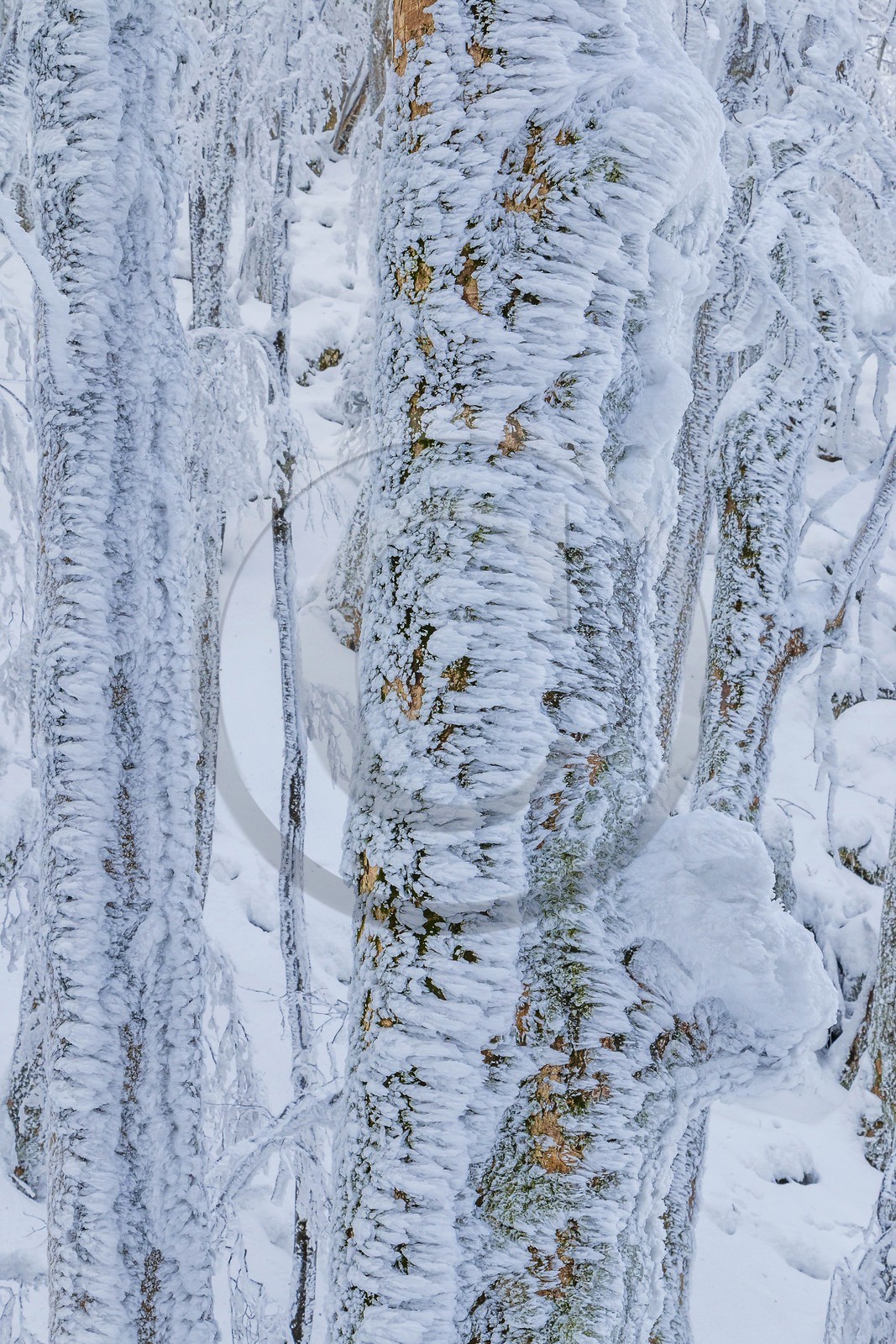 ENS de l'Isère, Les Ecouges