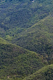 Sigale, forêt domaniale du Cheiron