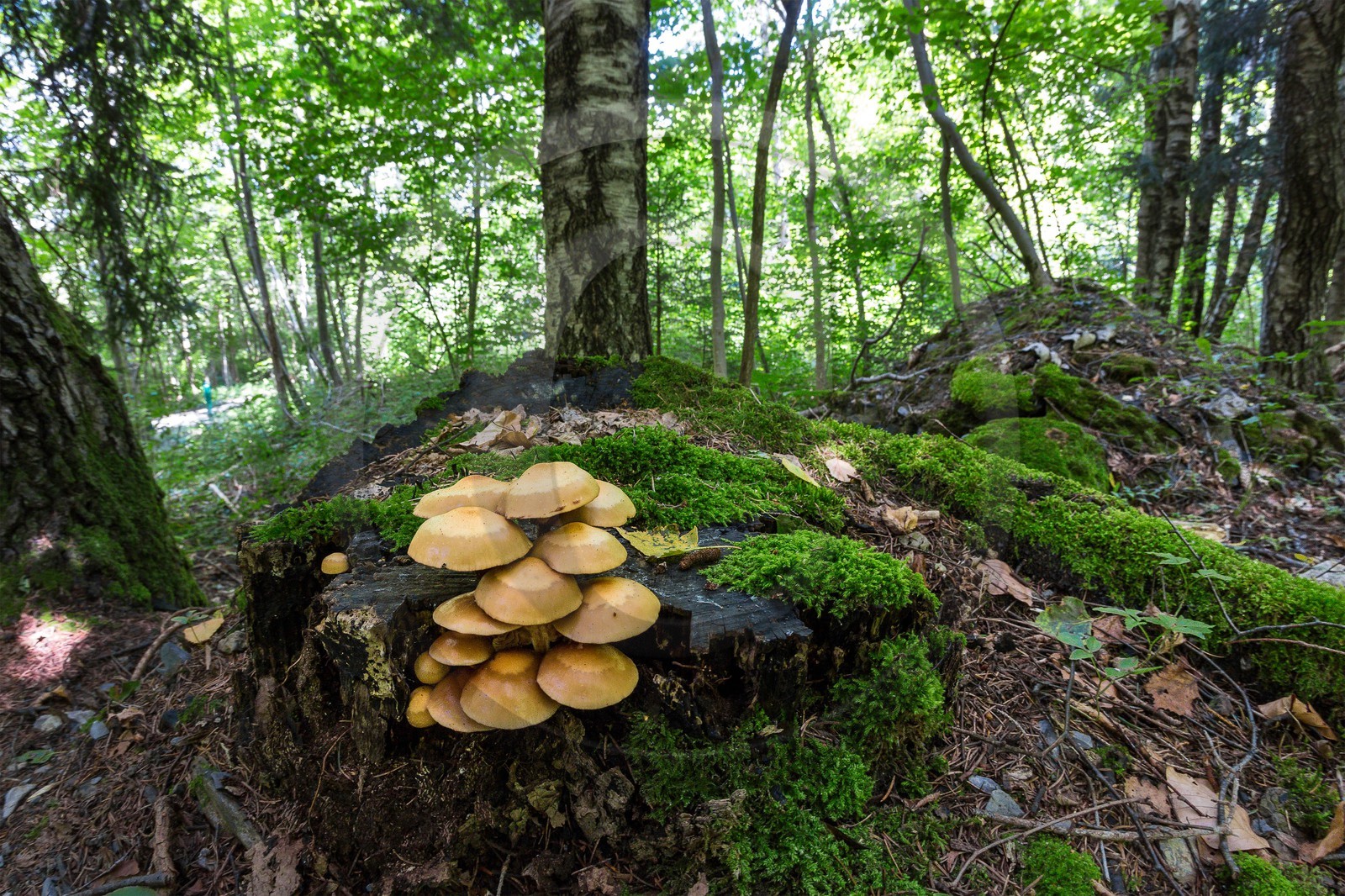 ENS de l'Isère, Vieille morte de Bourg d'Oisans