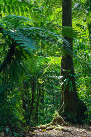 Forêt tropicale, Parc national de la Guadeloupe