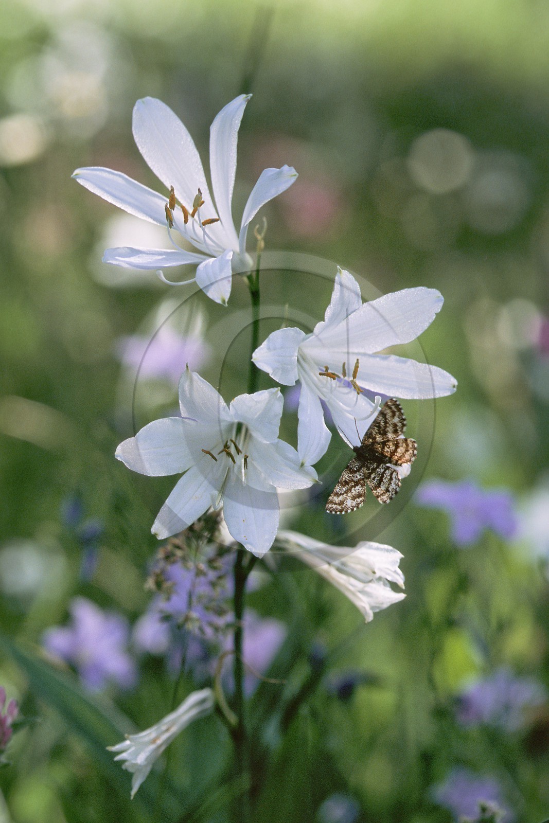 Lis de Saint-Bruno, Paradisea liliastrum