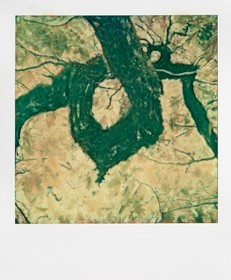 Exposition Arbres et petites forêts, éloge de la biodiversité