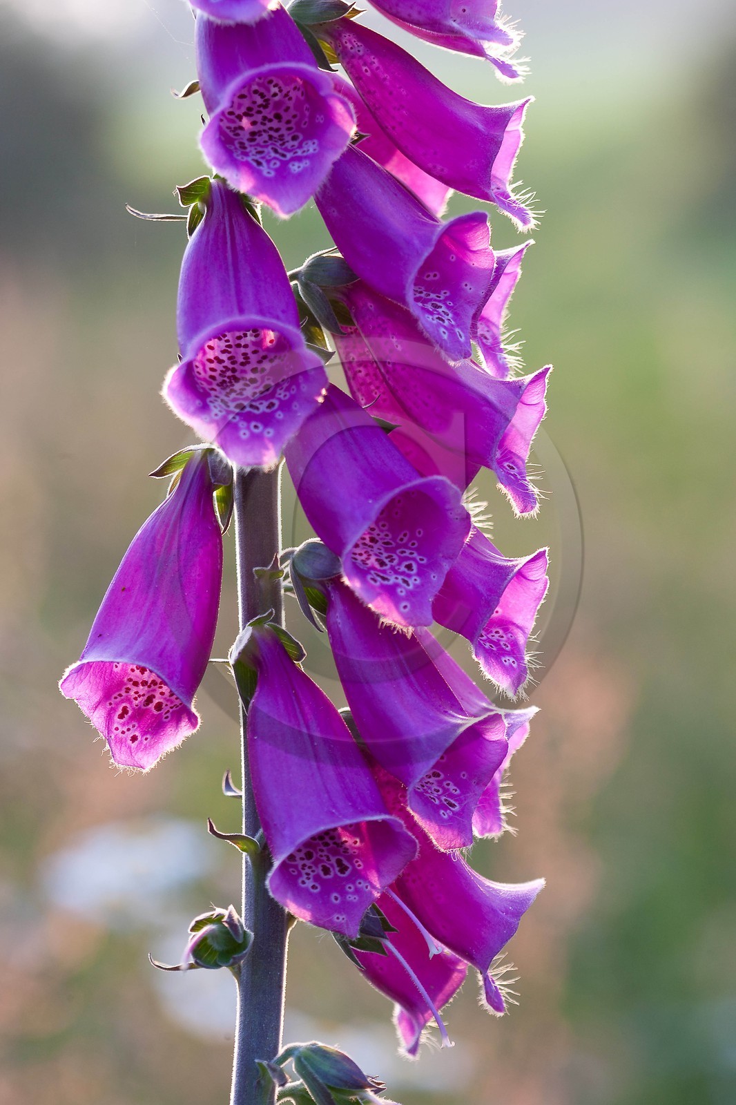Digitale pourpre, Digitalis purpurea