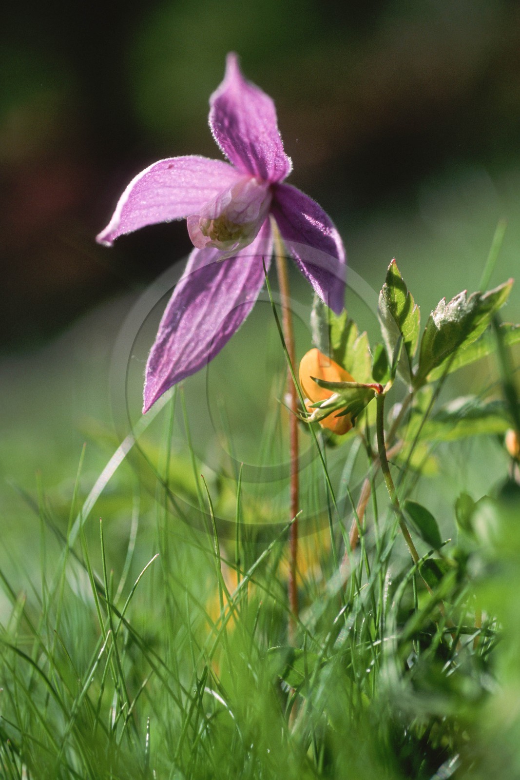 Clématite des Alpes, Clematis alpina