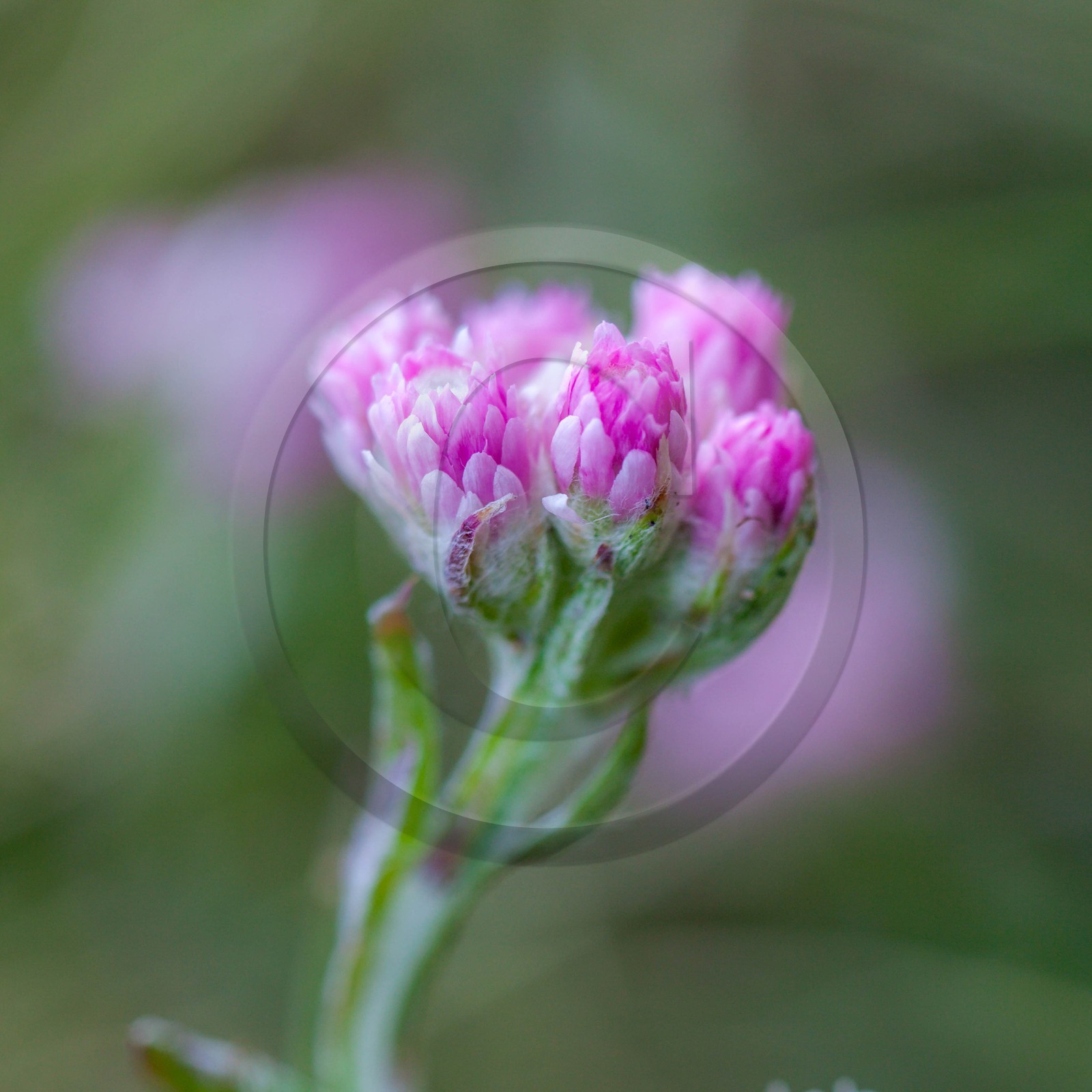 Pied de chat dioïque, Antennaire dioïque, Antennaria dioica