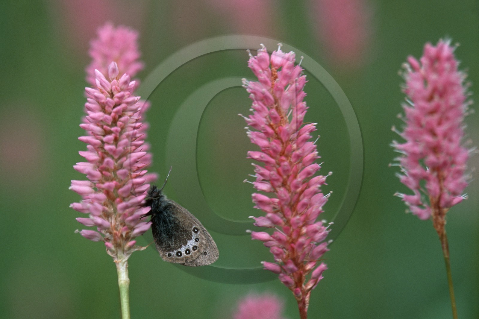 Renouée bistorte, Bistorta officinalis