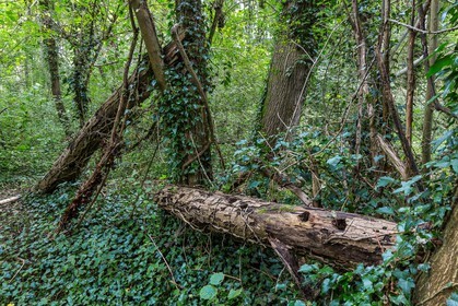 ENS de l'Isère, étang de Mai