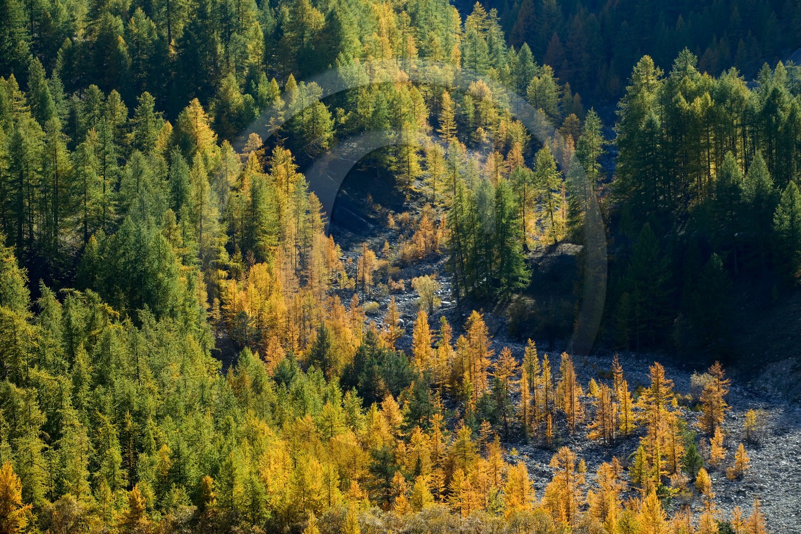 Mélézein à l'automne