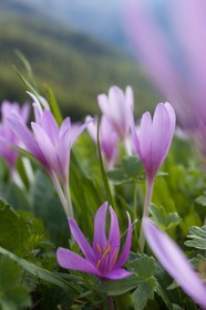 Colchique d'automne, Colchicum autumnale