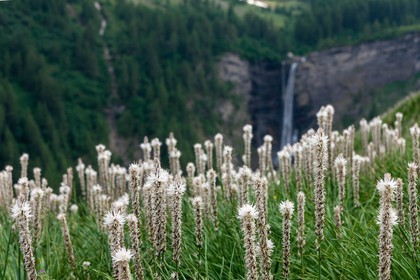 Asphodèle blanc, Asphodelus albus
