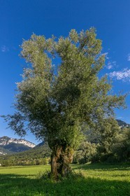 ENS de l'Isère, Tourbières de l'Herretang