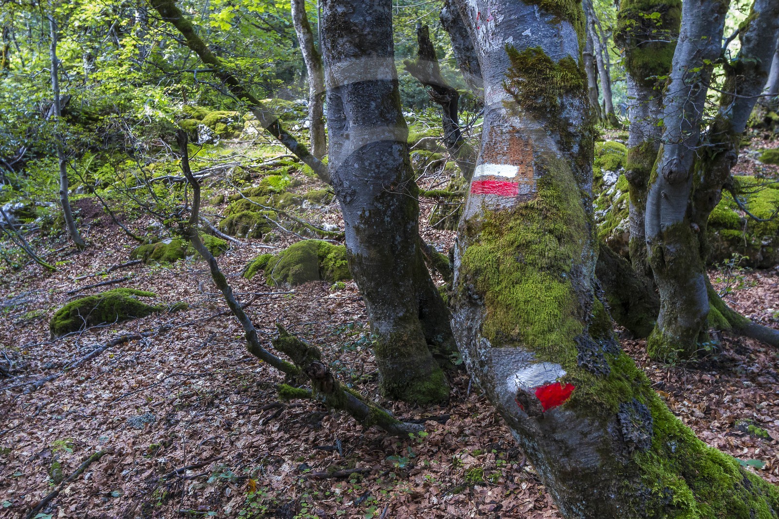 ENS de l'Isère, Plateau de la Molière et du Sornin