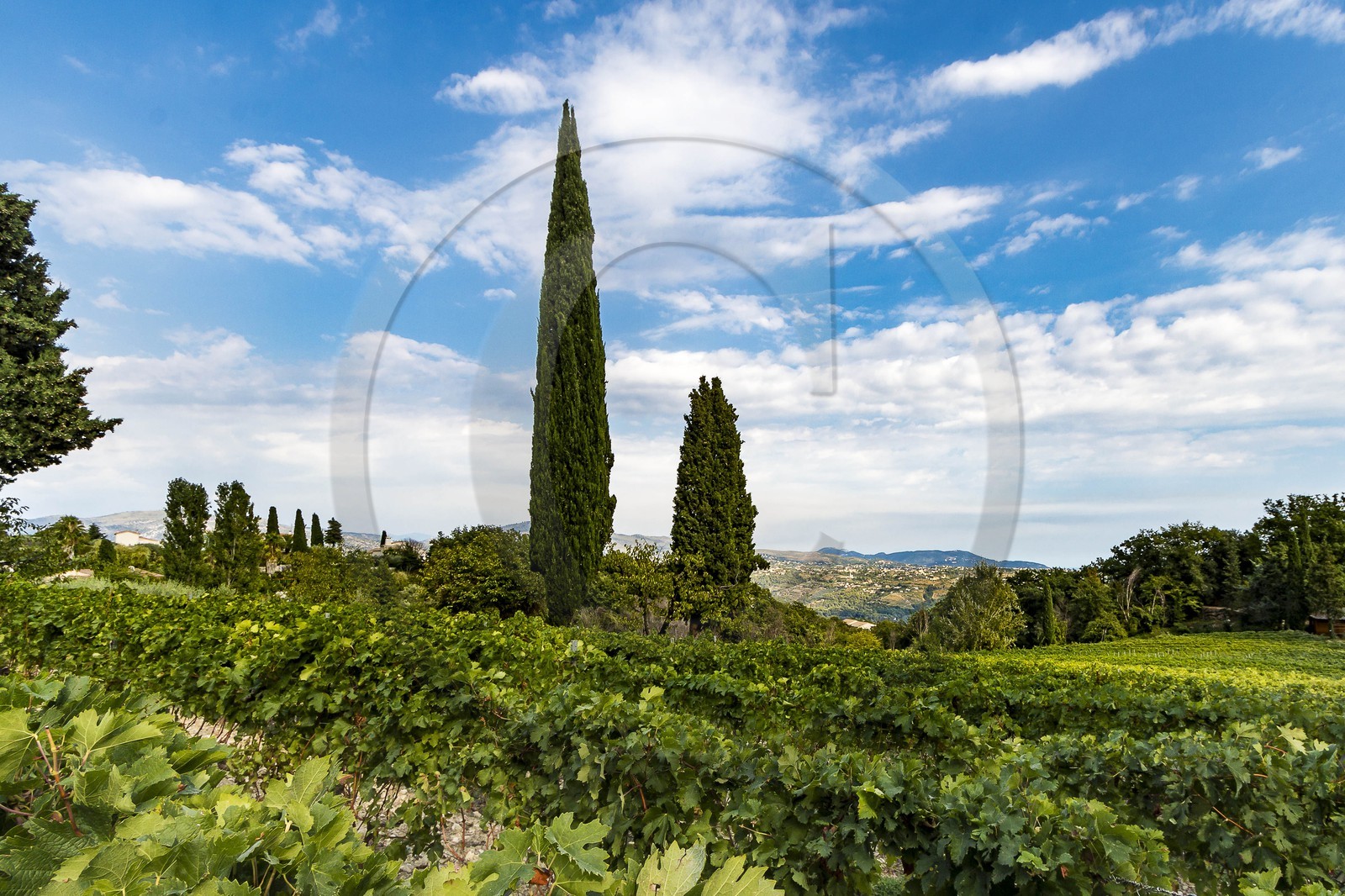 Vignoble de Saint-Jeannet, propriétaire récoltant Denis Rasse