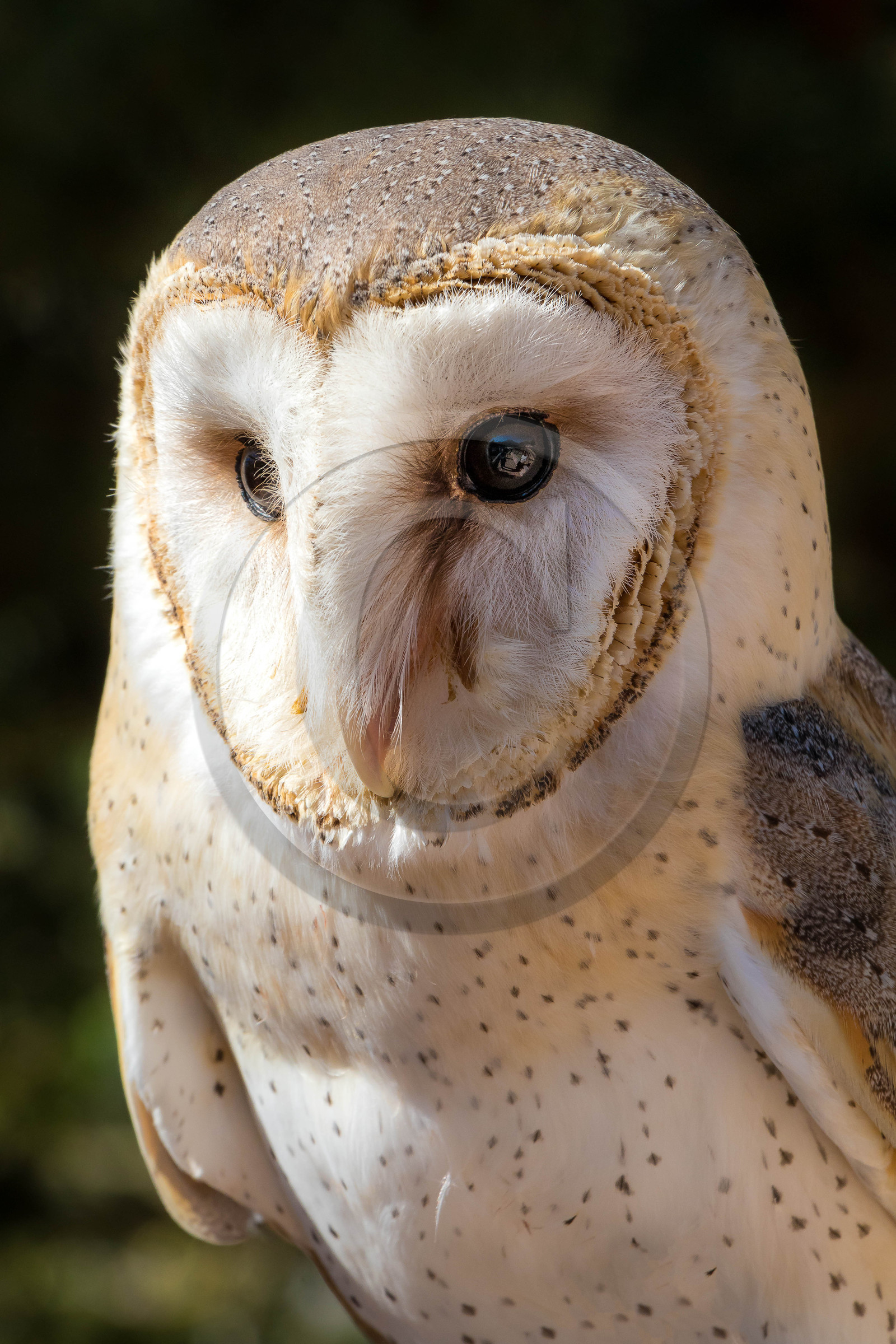 Parc animalier de Serre-Ponçon, Chouette effraie (Tyto alba)