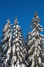 Uvernet-Fours, station de ski de Praloup, forêt de sapins et mélèzes