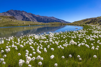 Lac Palluel