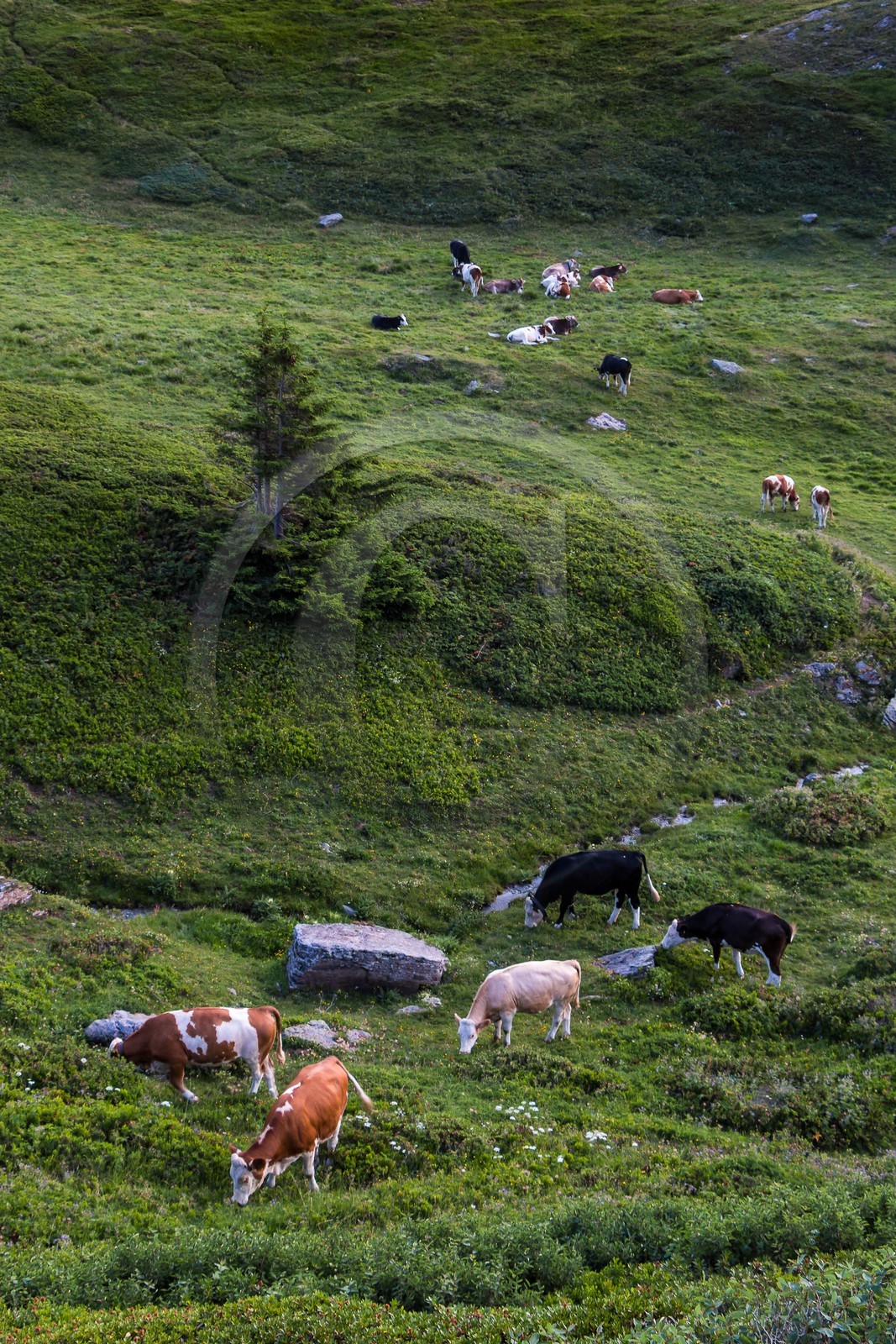 alpages du lac du Mont-Cenis