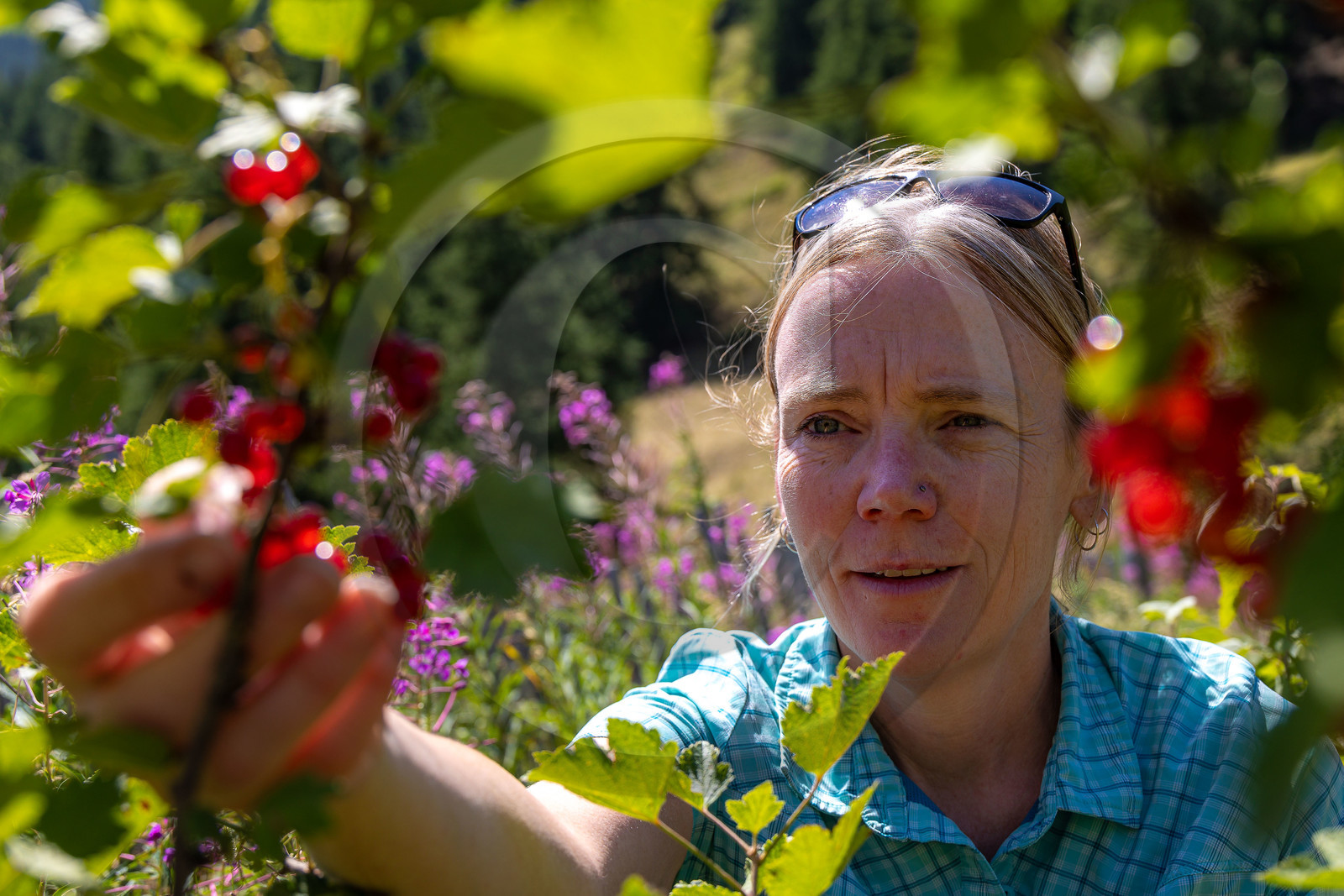 Les cueillettes du Lauzet