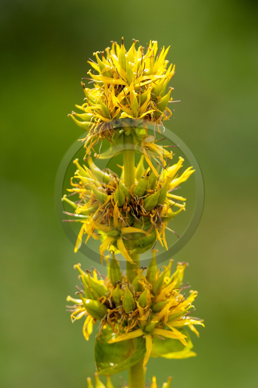 Gentiane jaune, Gentiana lutea