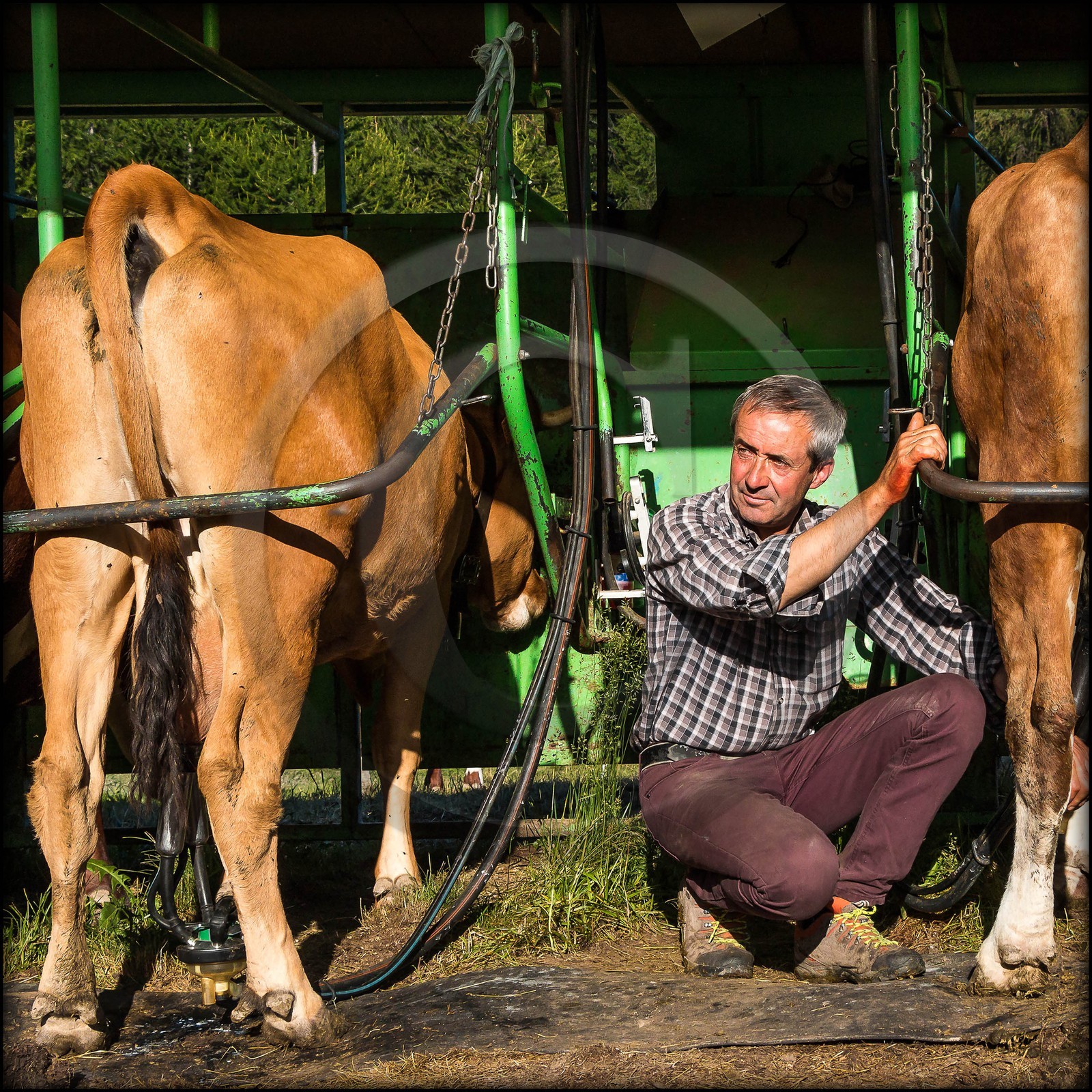 Arvieux, Christian Blanc éleveur de tarines