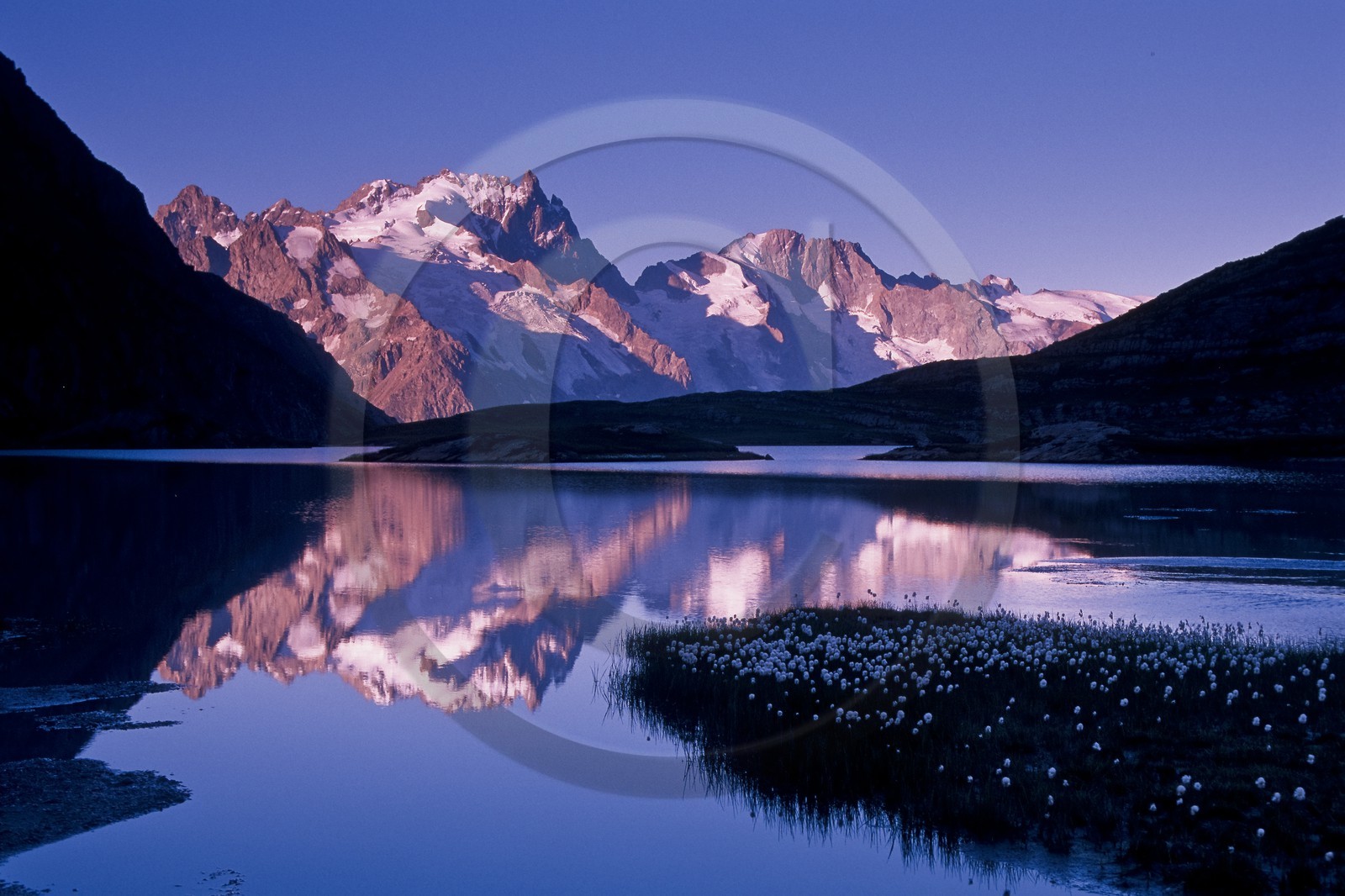 Linaigrettes de Scheuchzer (Eriophorum Scheuchzeri Hoppe) au  Lac du Goléon et la Meije