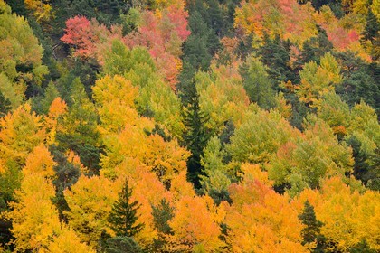 Forêt automne