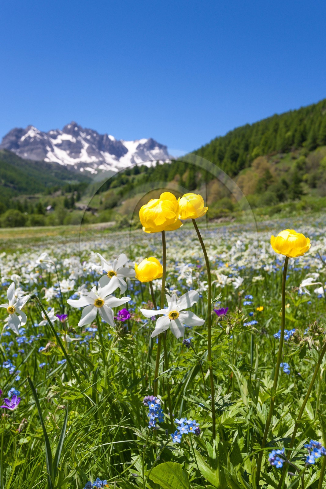Trolle d'Europe, Trollius europaeus et Narcisse, Narcissus