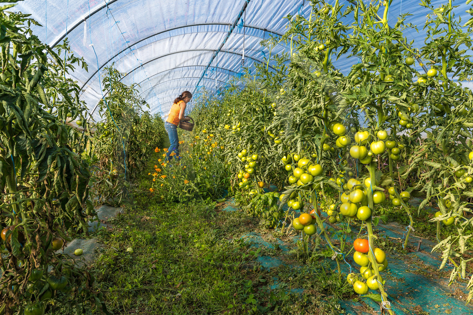 LéguMontagne Sylvie Jaussaud , Maraîchères bio