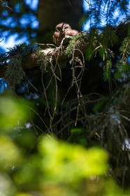 Bois du Chapitre, Chevêchette d'Europe