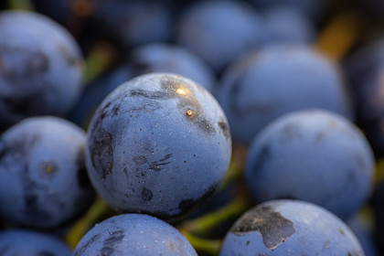 Domaine du Mont Guillaume