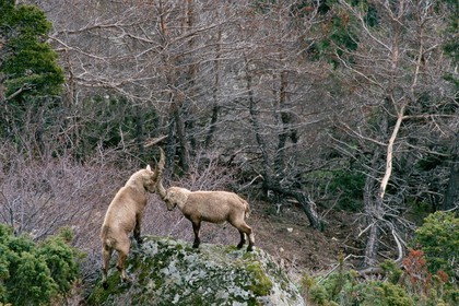 Bouquetin, ou bouquetin des Alpes (Capra ibex)