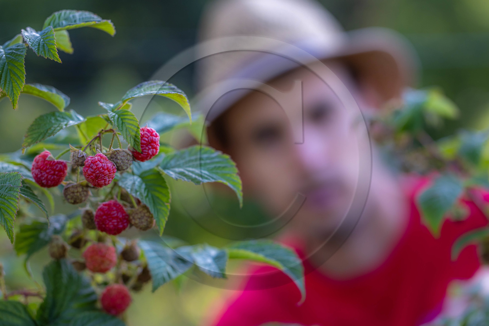 Ecrins de fruits, producteur de fruits rouges