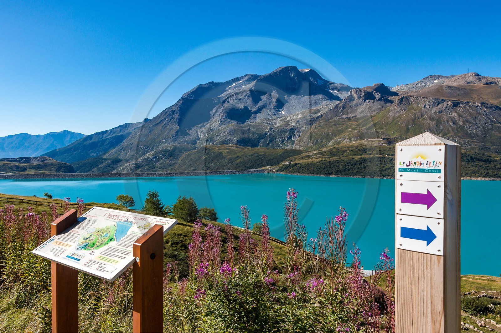 Jardin alpin du Mont-Cenis