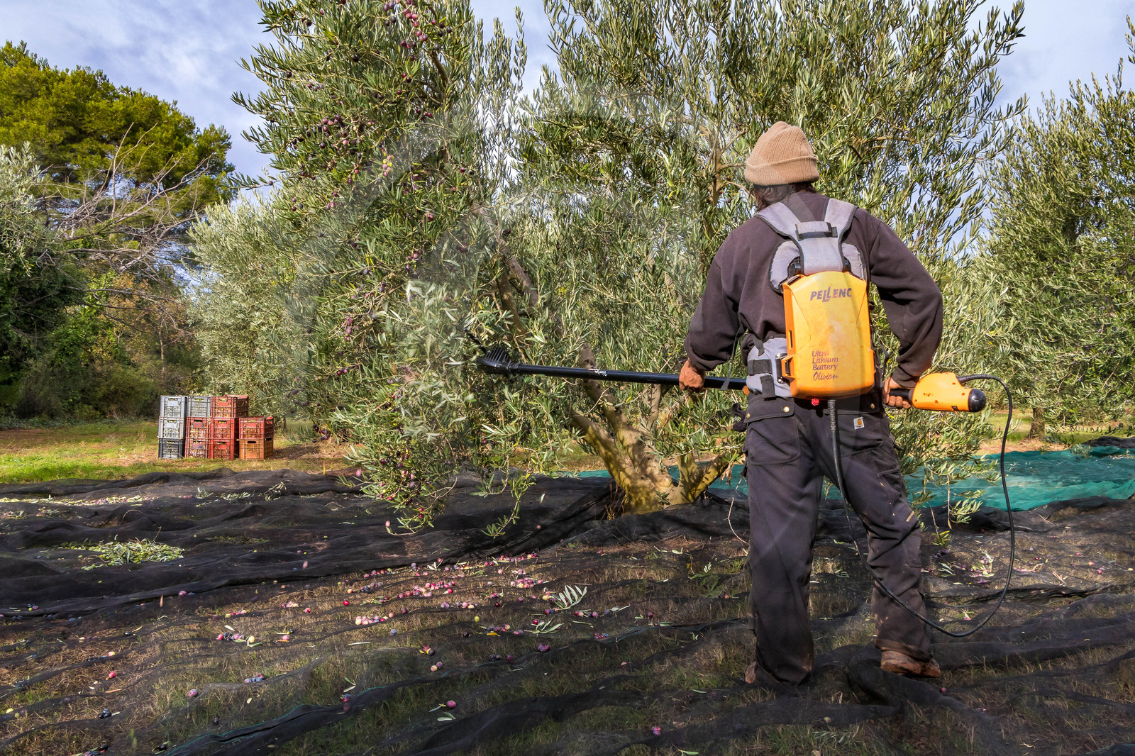 Le verger des Baux, Olivier Roman