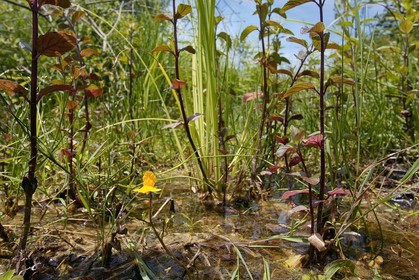 Petite utriculaire, Utricularia minor