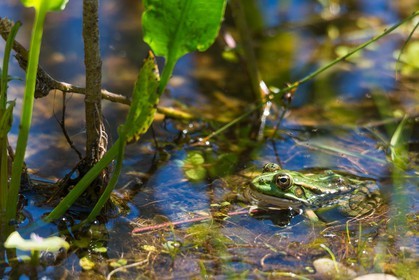 ENS de l'Isère, espace alluvial de la Rolande