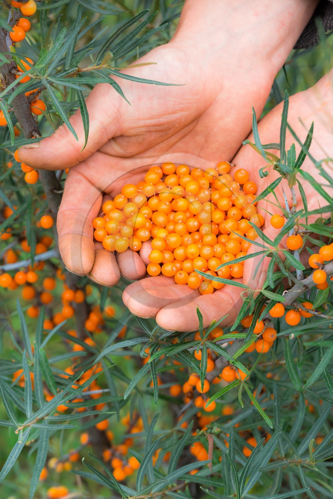 David Viveau agriculteur, producteur de baies d'argousier