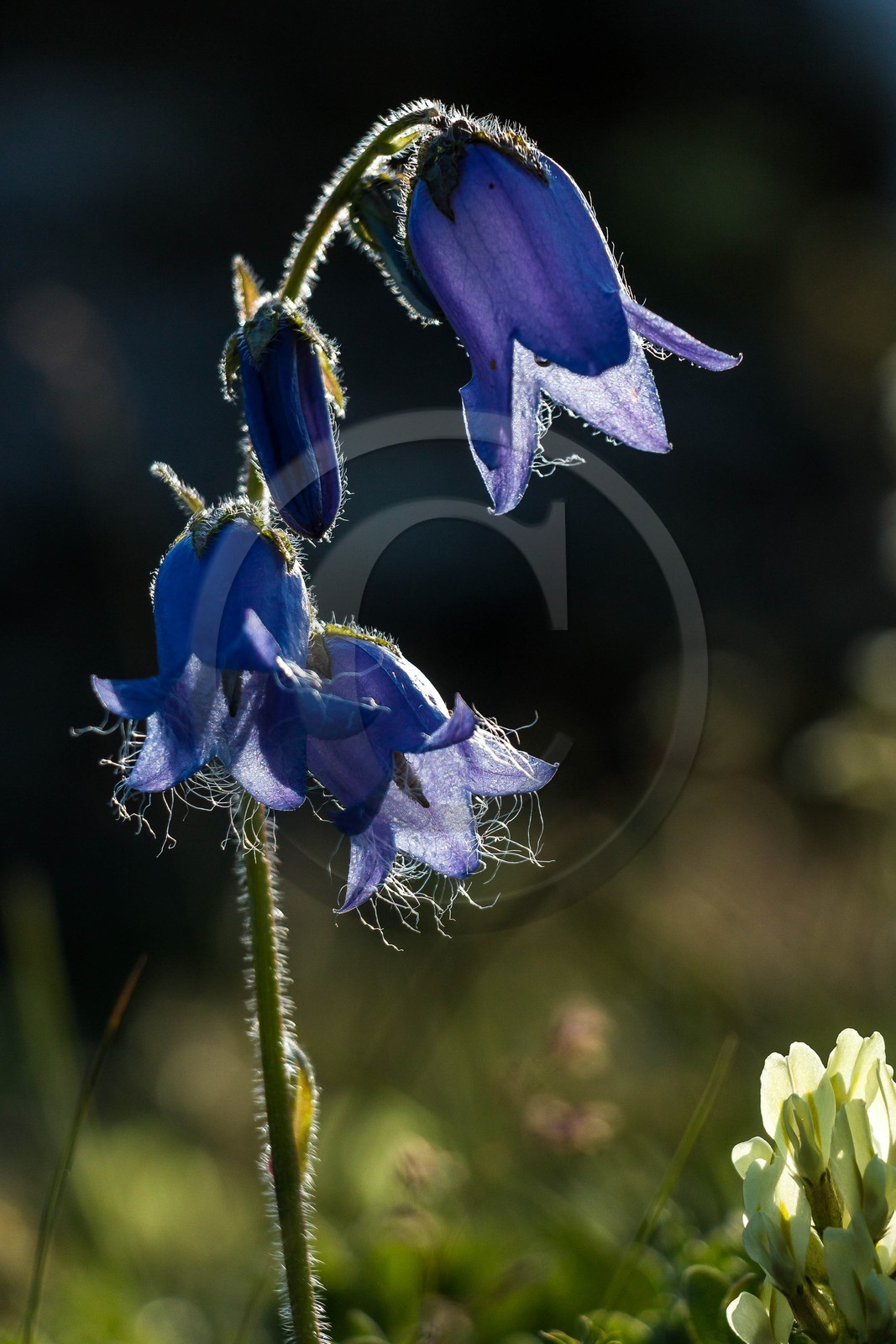 Campanule barbue, Campanula barbata