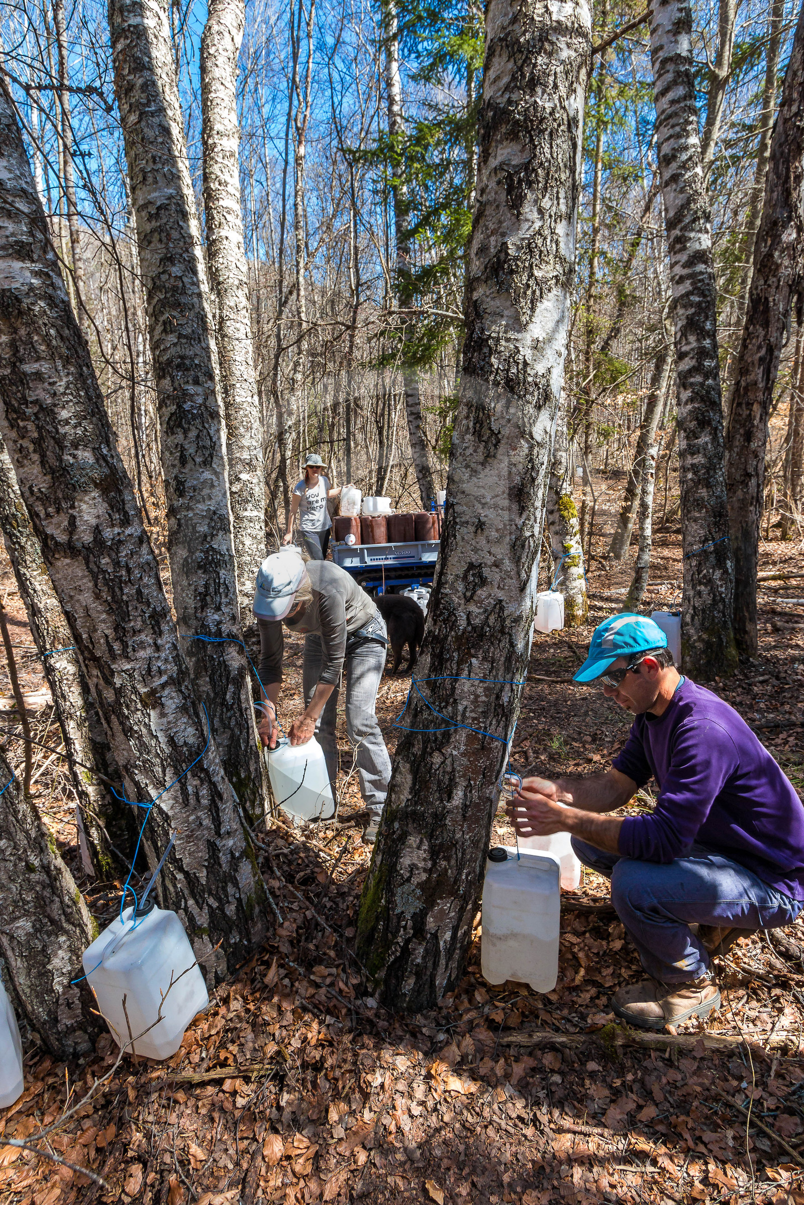Récolte de sève de bouleau