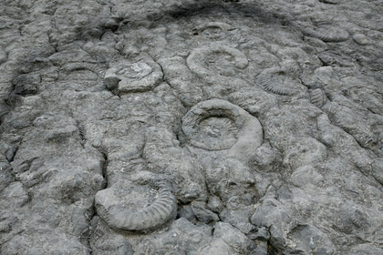 Dalle à ammonites